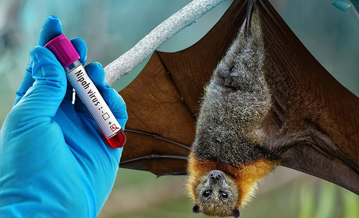 TP.HCM tăng cường giám sát y tế phòng ngừa virus Nipah
