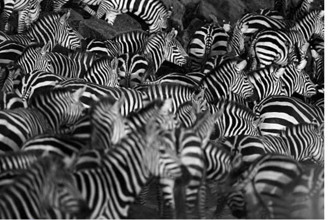 Năm Ngọ, giải oan… cho ngựa