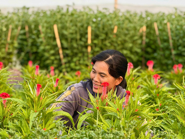 Níu giữ hoài niệm xuân của người nông dân trên đất đô thị