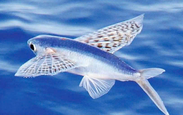 Tản mạn nhân một bài ca dao Trung bộ