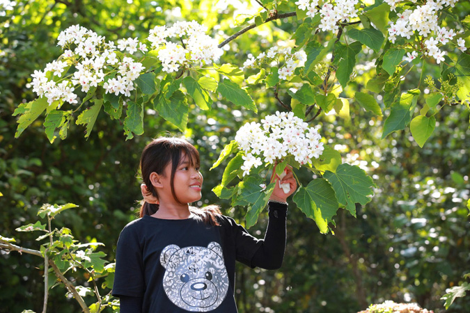 Mùa hoa trẩu giữa đại ngàn Trường Sơn