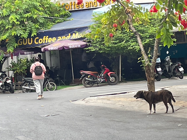 Đừng để khổ vì nạn… chó thả rông