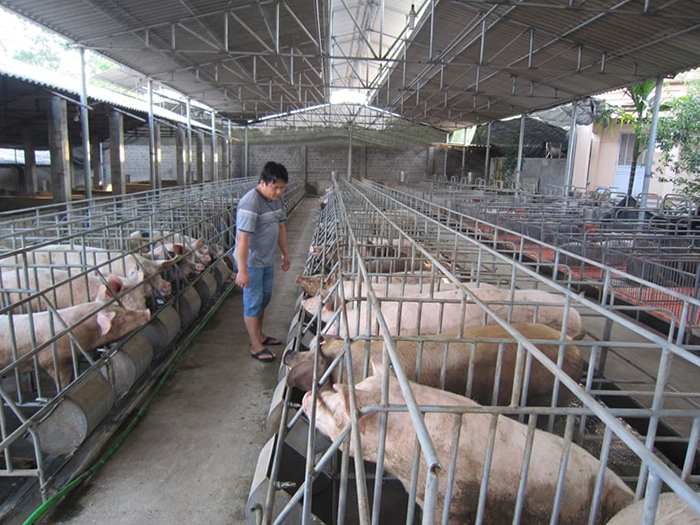 TP.HCM hướng tới thành trung tâm dịch vụ, chuyển giao công nghệ chăn nuôi – thú y của khu vực